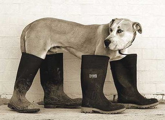 обувь для служебных собак